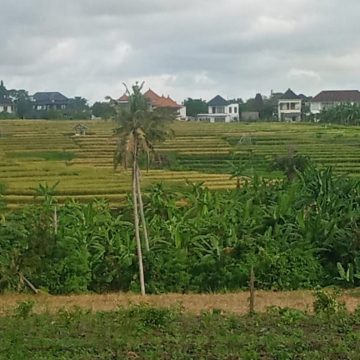For Sale Land in Canggu – Yellow Zone Ready to Build